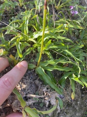 Chlorophytum crispum