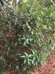 Peddiea africana