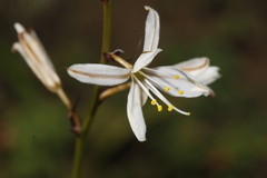 Chlorophytum crispum