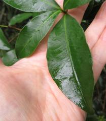 Peddiea africana