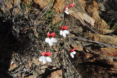 Pelargonium tricolor