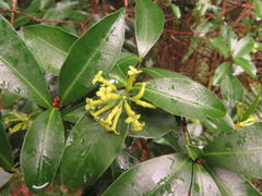 Peddiea africana