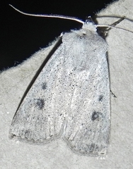 Agrotis vetusta