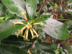 Peddiea africana