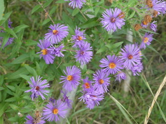 Symphyotrichum novae-angliae