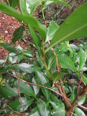 Peddiea africana