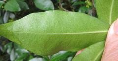 Peddiea africana