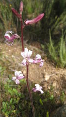 Cyphia phyteuma phyteuma