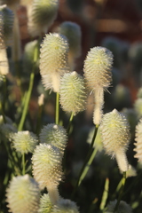 Ptilotus xerophilus