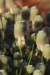 Ptilotus xerophilus