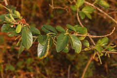 Antidesma venosum
