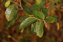 Antidesma venosum