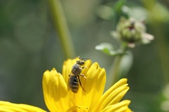 Lasioglossum sisymbrii