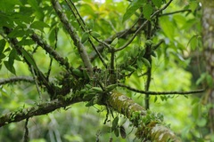 Dischidia major