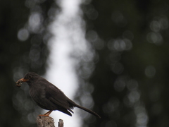 Turdus chiguanco