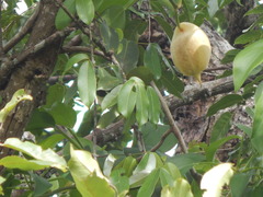 Scindapsus hederaceus