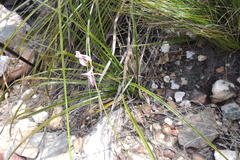 Disa bifida