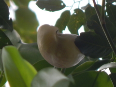 Scindapsus hederaceus