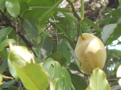 Scindapsus hederaceus