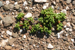 Mesembryanthemum subtruncatum