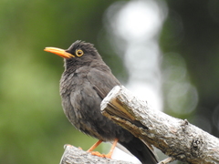 Turdus chiguanco