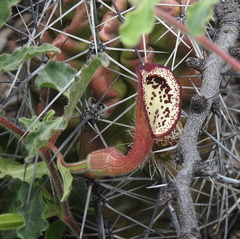 Aristolochia coryi