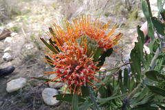 Leucospermum erubescens