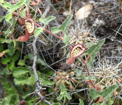 Aristolochia coryi