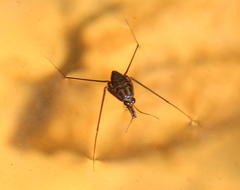 Eurymetra natalensis