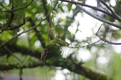 Dischidia major