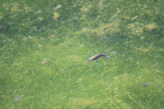 Cyprinodon nevadensis