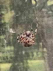 Araneus bicentenarius