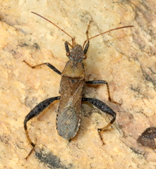 Heegeria tangirica