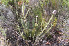 Paranomus spathulatus