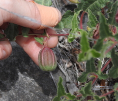 Aristolochia coryi