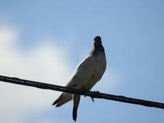 Columba livia domestica