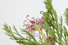 Serruria balanocephala