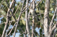 Ficedula hypoleuca
