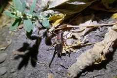 Pholidoptera griseoaptera