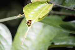 Oriens paragola