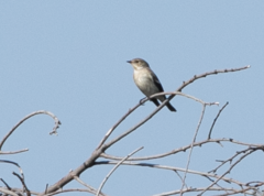 Ficedula hypoleuca