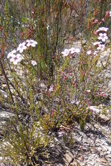 Adenandra dahlgrenii