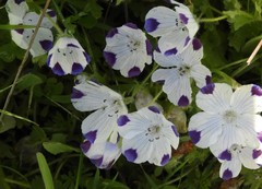 Nemophila maculata