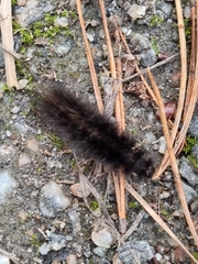 Lepidoptera