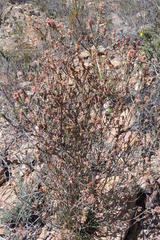 Passerina rubra