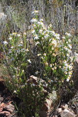 Garuleum bipinnatum