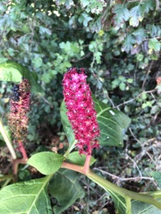 Phytolacca acinosa