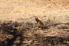 Cynictis penicillata penicillata