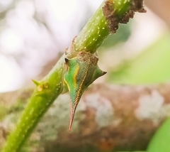 Umbonia crassicornis