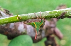 Umbonia crassicornis